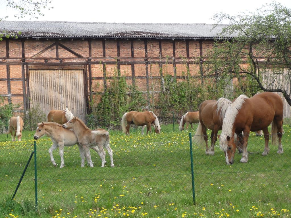 Ferienwohnung Siebmann Neuruppin Esterno foto